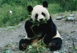 Tiere Unterschiede