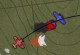 SteamBirds