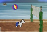 James Beach Zebra