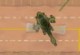 Helicops